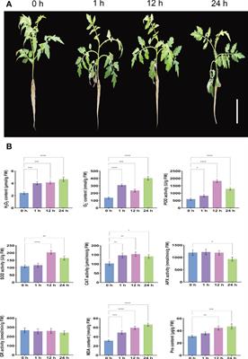 Integrated metabolomic and transcriptomic analysis reveals the role of phenylpropanoid biosynthesis pathway in tomato roots during salt stress